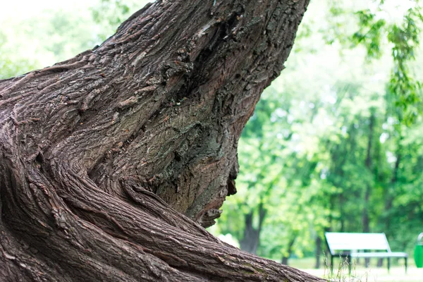 stock image Big stem of tree in the park