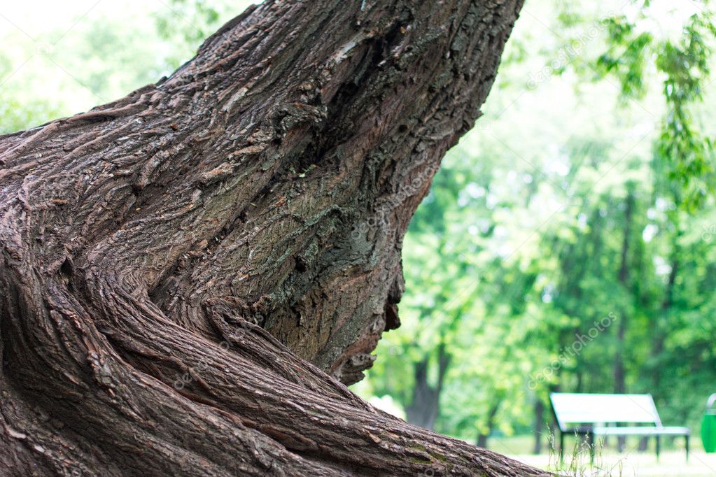 Big stem of tree in the park — Stock Photo © valery121283 #6276773