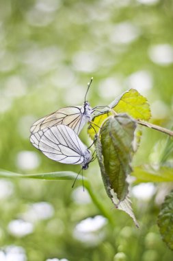 Mariposas