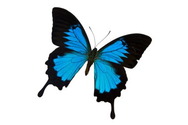 Mariposa clipart