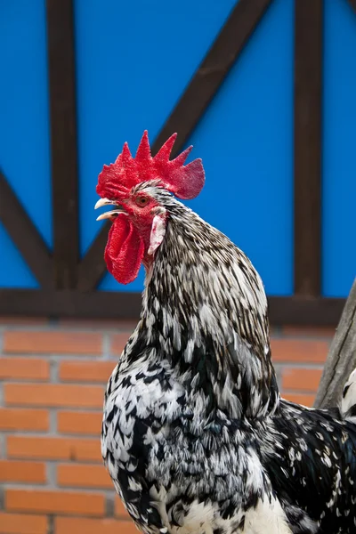 Gallo de corral