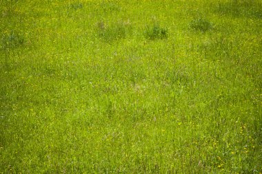 Campo con flores