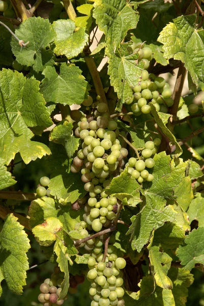 Білий виноград на лозах — стокове фото