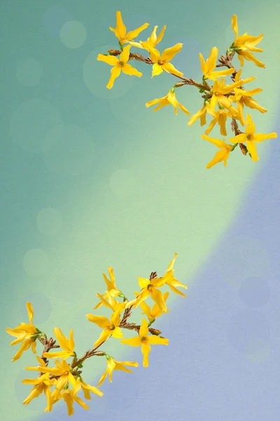 Gratulationskort med forsythia blommor — Stockfoto