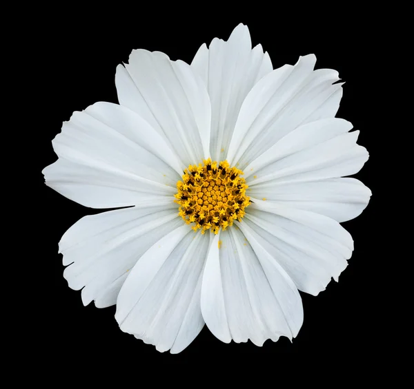 Witte geïsoleerde cosmea bloem — Stockfoto
