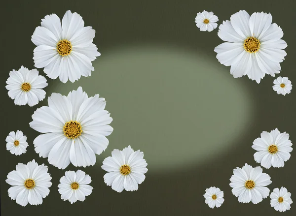Greetingcard met cosmea bloemen — Stockfoto