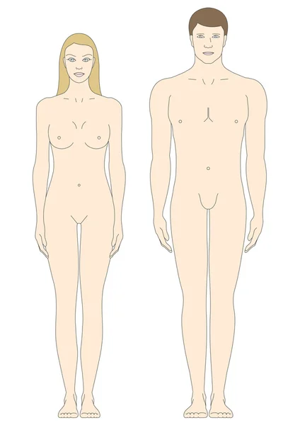 Modelos de corpo masculino e feminino — Vetor de Stock