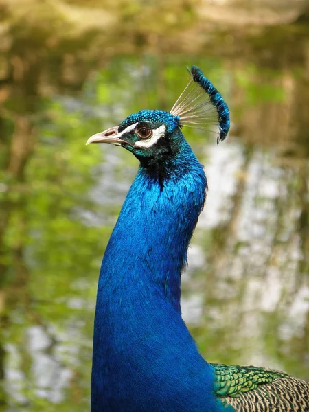 Majestic peacock close-up — Stock Photo, Image
