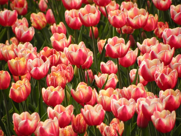 stock image Tulips on flowerbed