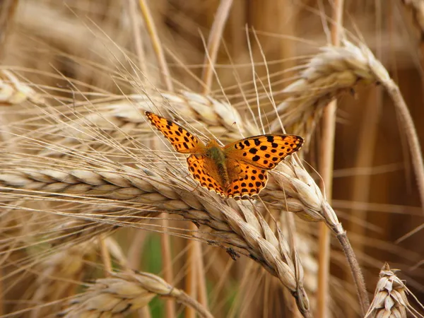 Золотий урожай з метеликом — стокове фото