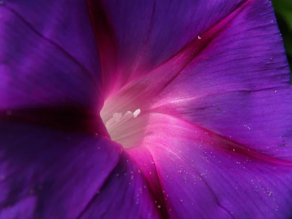 Цветок - утренняя слава — стоковое фото