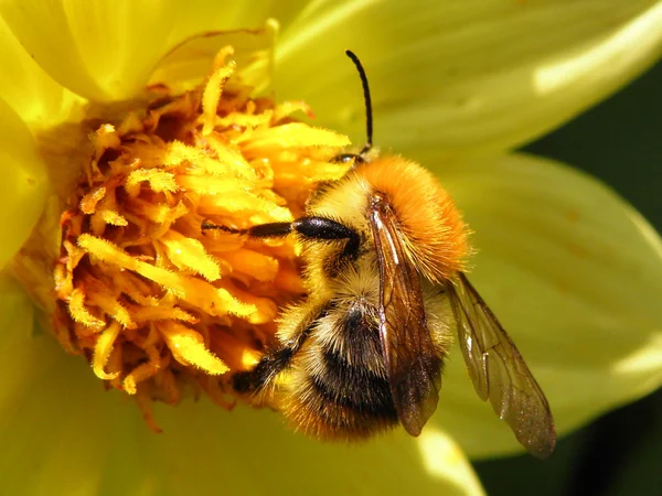 Fleur jaune avec abeille Photos De Stock Libres De Droits