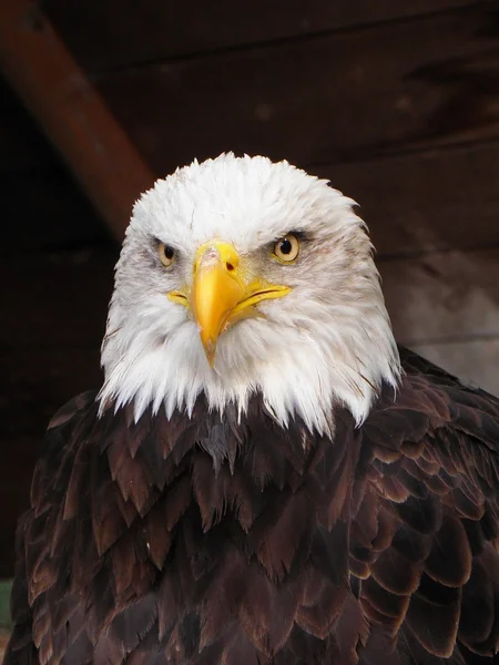 Porträtt av eagle Stockfoto