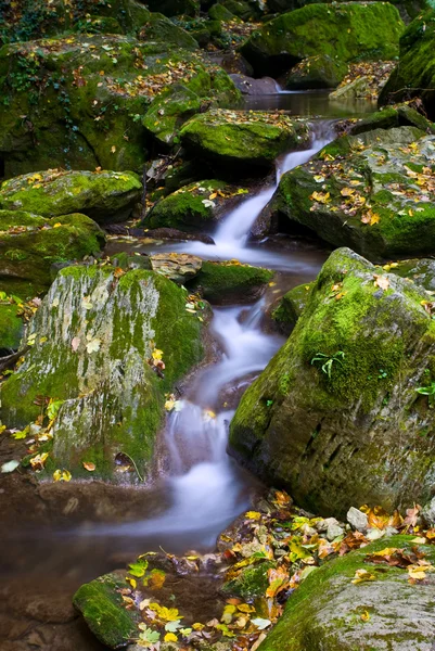 stock image Forest brook