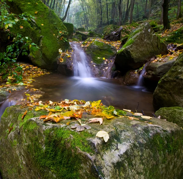 stock image Forest brook