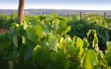 View from a wine-yard clipart