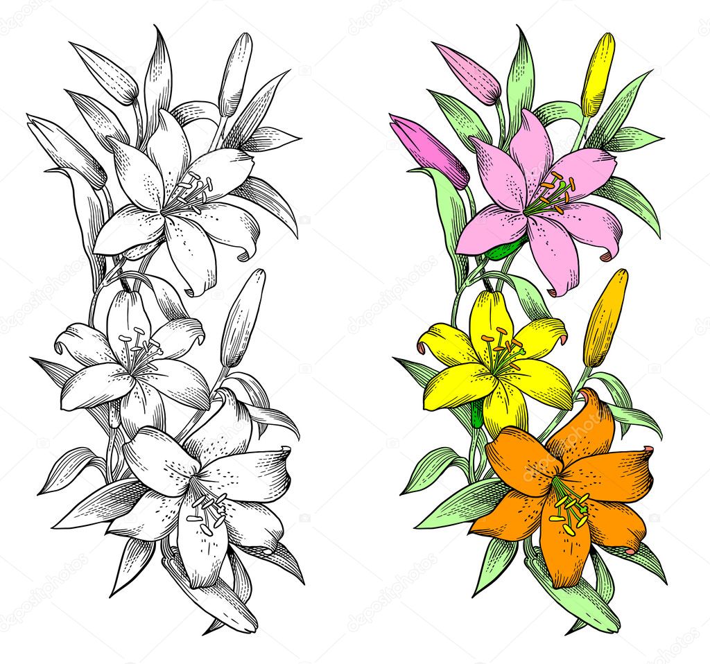 Vector lily flower, engraving stylization.