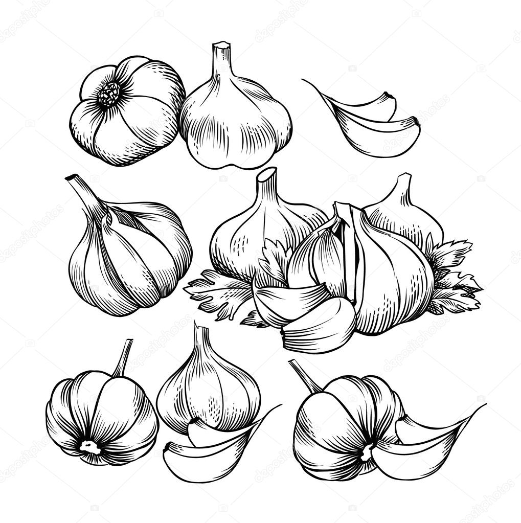 Vector garlic, engraving stylization.