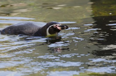 penguen