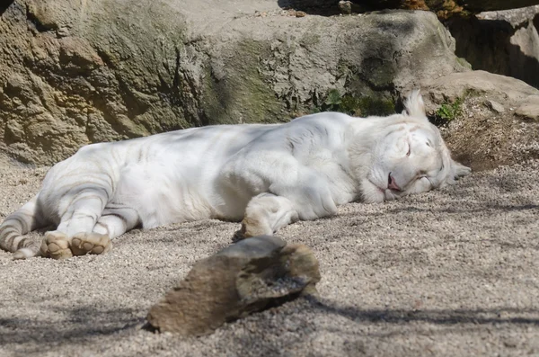 Bílý tygr spí — Stock fotografie