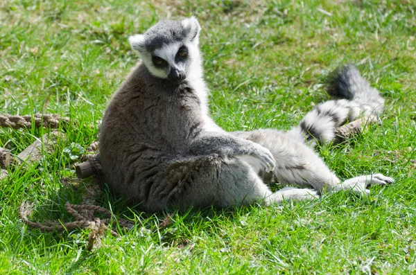Lemur - zoo Praag — Stockfoto
