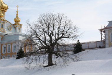 ağaç, peterhof, dağ, kış, kar, güneş, dalları