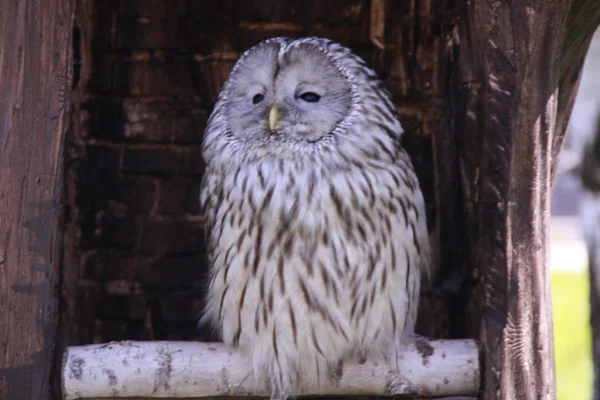 stock image Sleeping owl