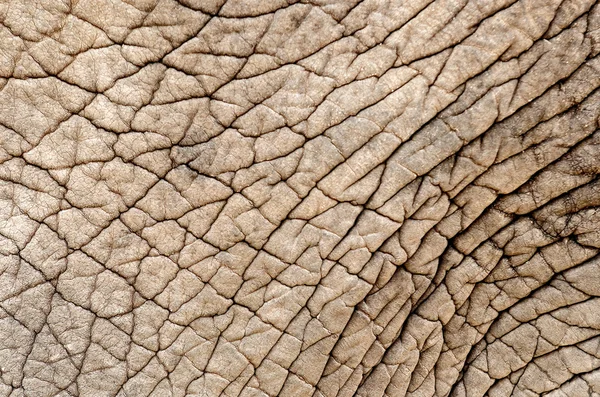 stock image Elephant skin