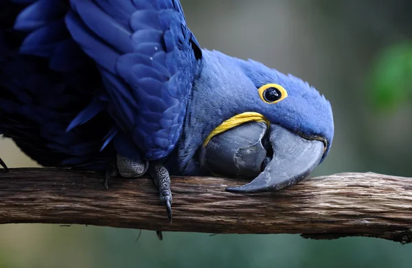 파란 앵무새 — 스톡 사진