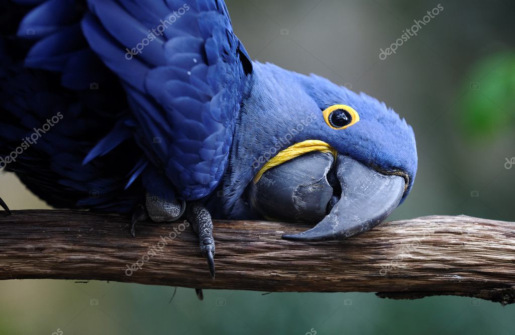 A blue parrot ⬇ Stock Photo, Image by © guffoto #5414738