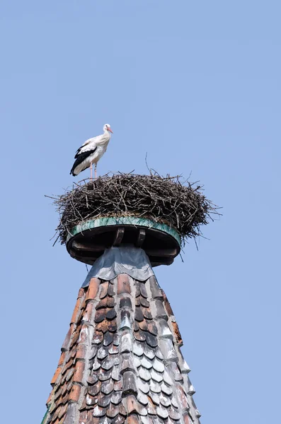 A Stork — Stock Photo, Image