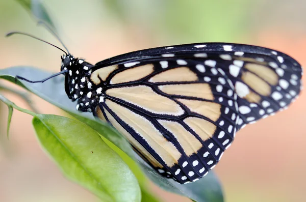 Lepidoptera — стокове фото