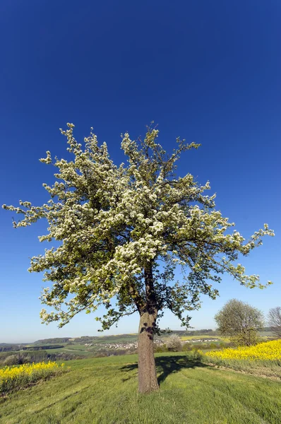 Kukkiva puu — kuvapankkivalokuva