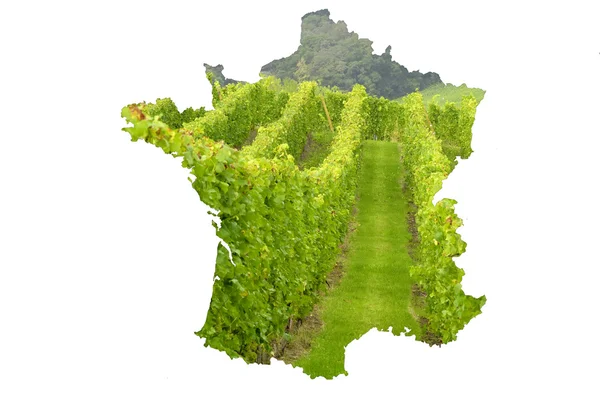 stock image French vineyard