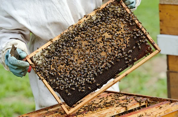 Um apicultor no trabalho — Fotografia de Stock