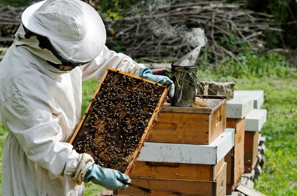 Un apicoltore al lavoro — Foto Stock