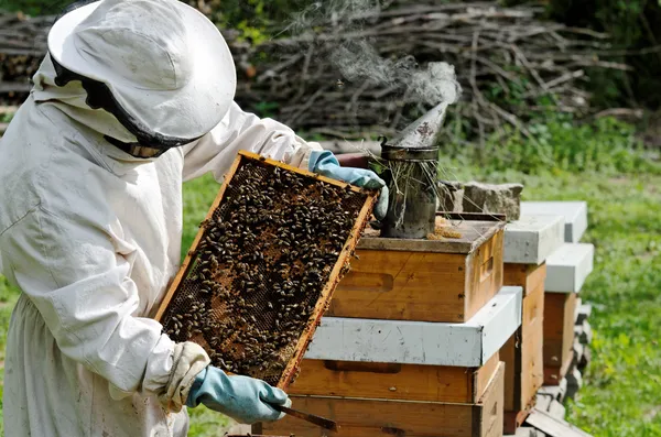 Un apicoltore al lavoro Foto Stock