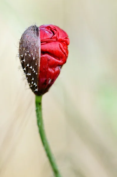 stock image Blooming poppy