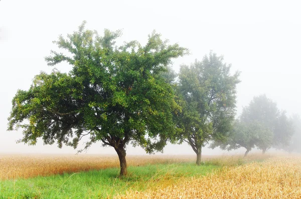 Obstgarten im Nebel — Stockfoto
