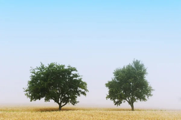 stock image Two tree