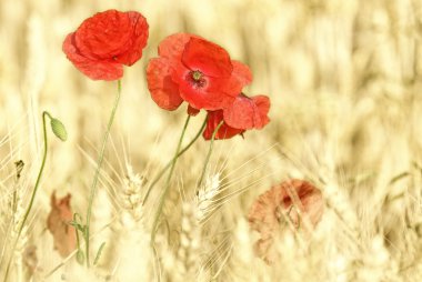 Poppies clipart