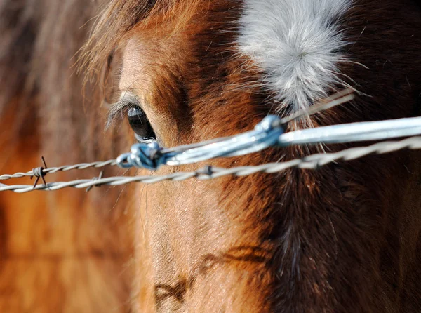 Paard weergave — Stockfoto