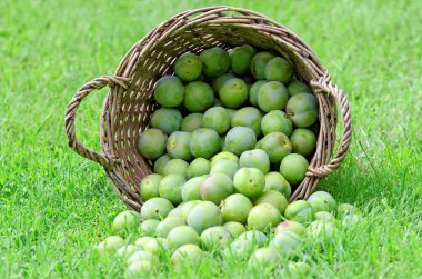 Greengage