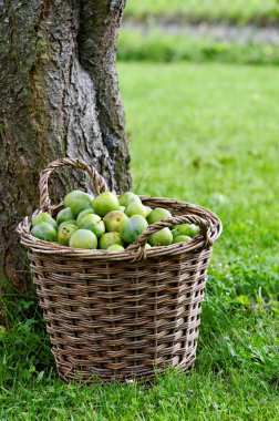 Greengage