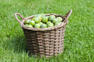 Greengage