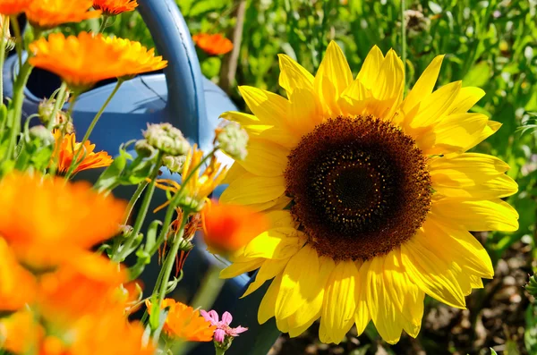Zonnebloem en bloemen — Stockfoto