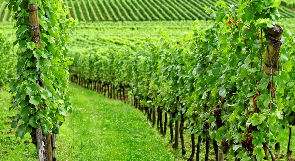 stock image Vineyard