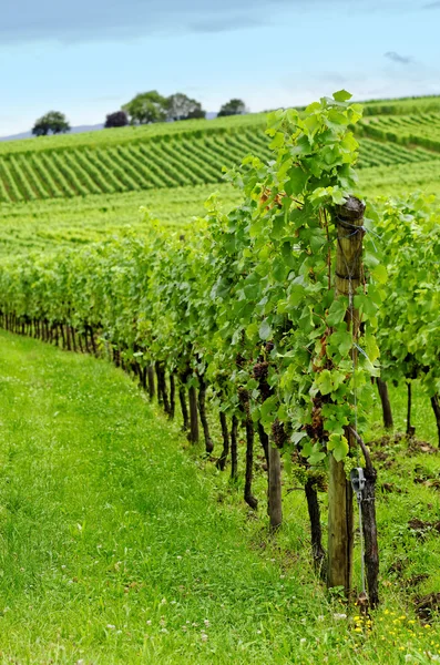 stock image Vineyard