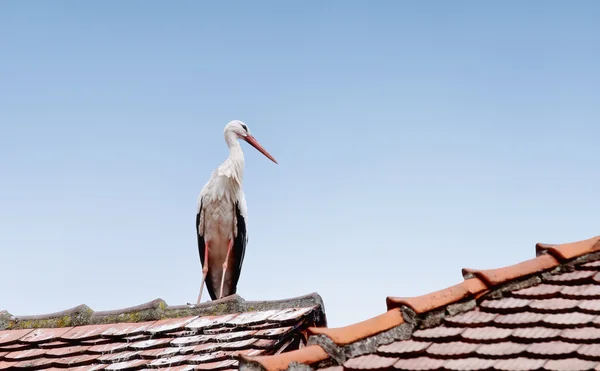 Wild Stork — Stock Photo, Image