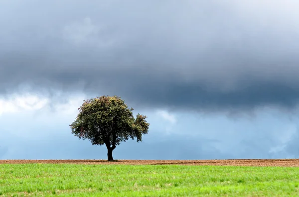 Изолированное дерево — стоковое фото
